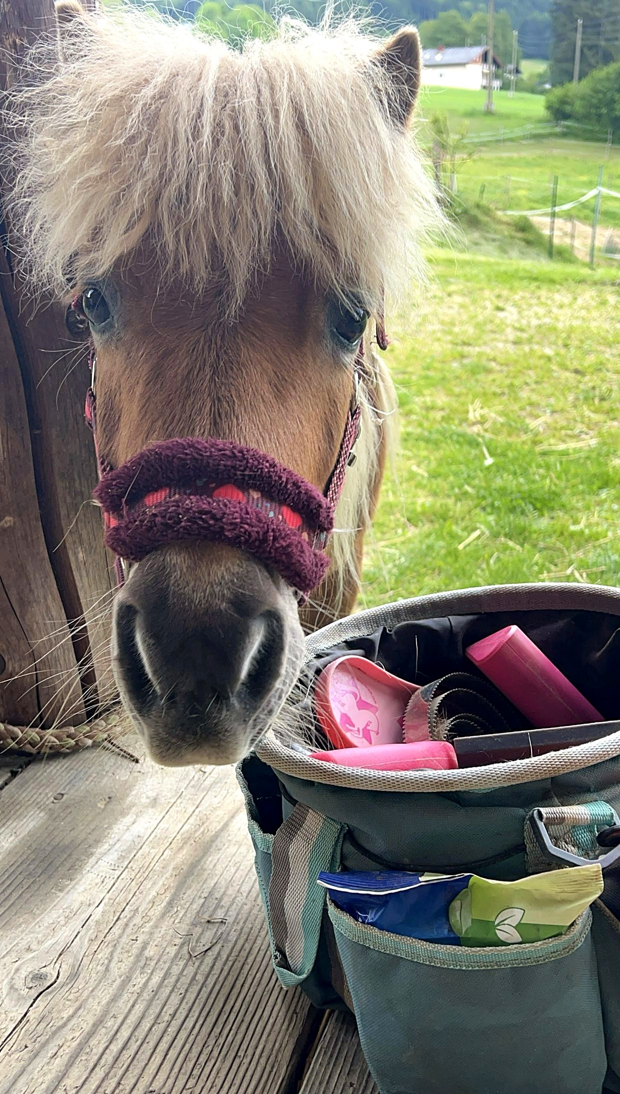 Kind putzt liebevoll ein Pony im Sonnenlicht