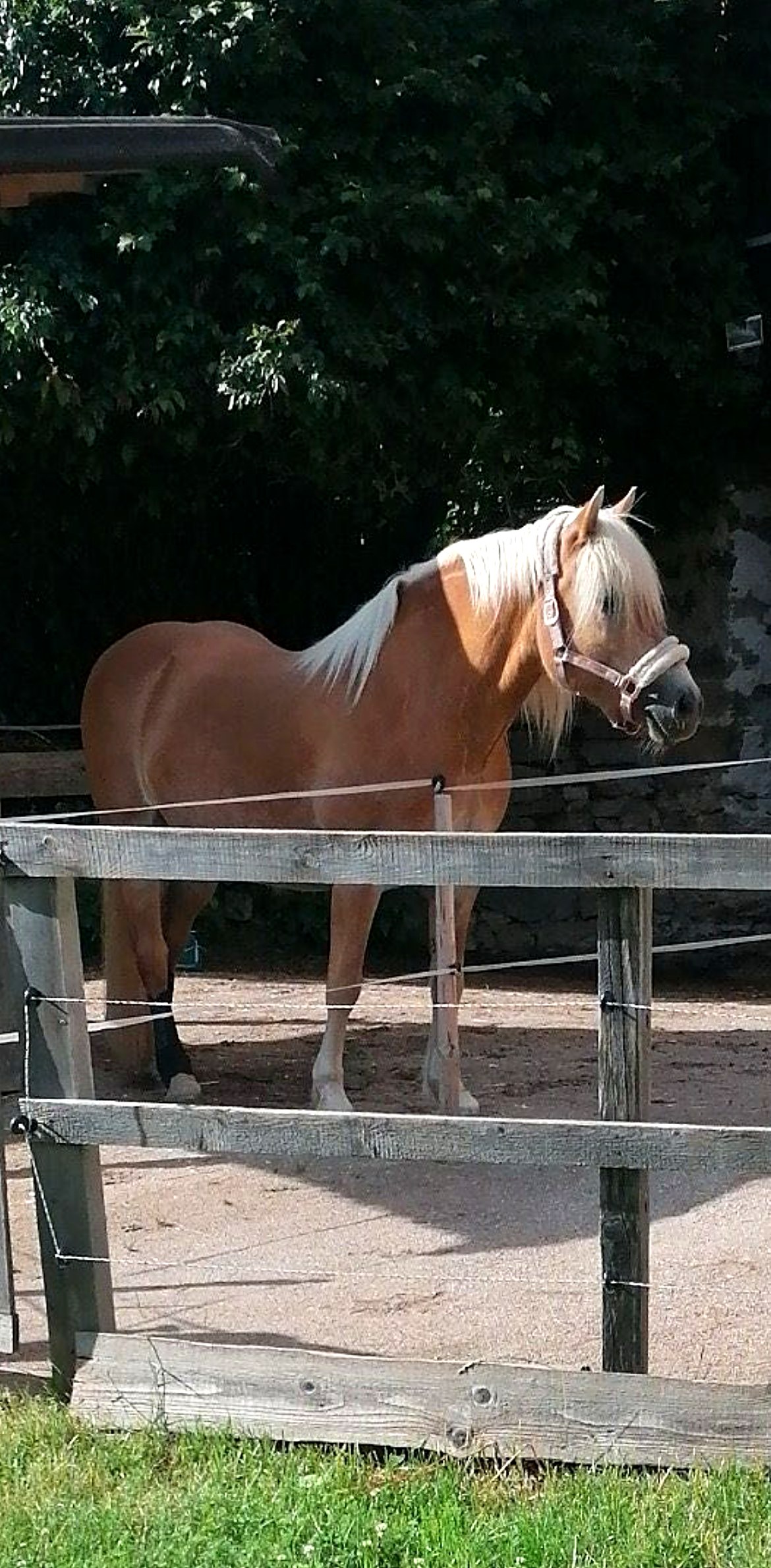Haflinger Lari auf dem Paddock
