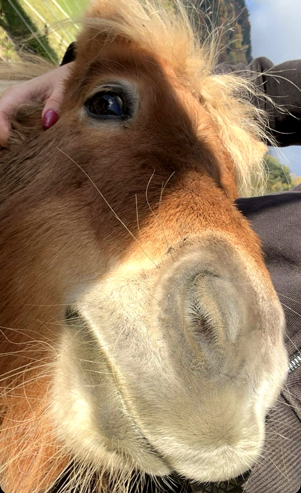 Elly wird liebevoll gestreichelt