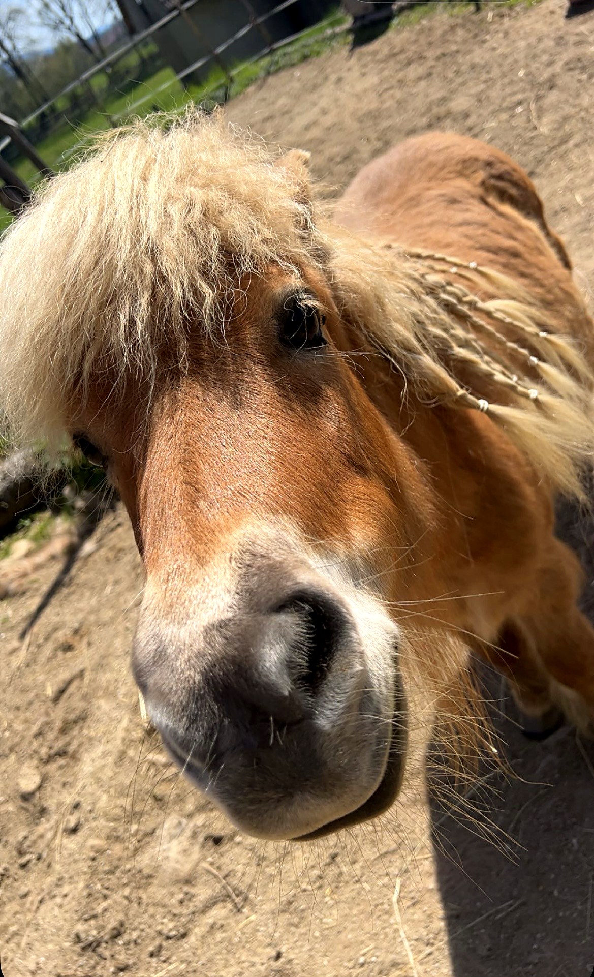 Mini-Shetlandpony Elly aus der Nähe