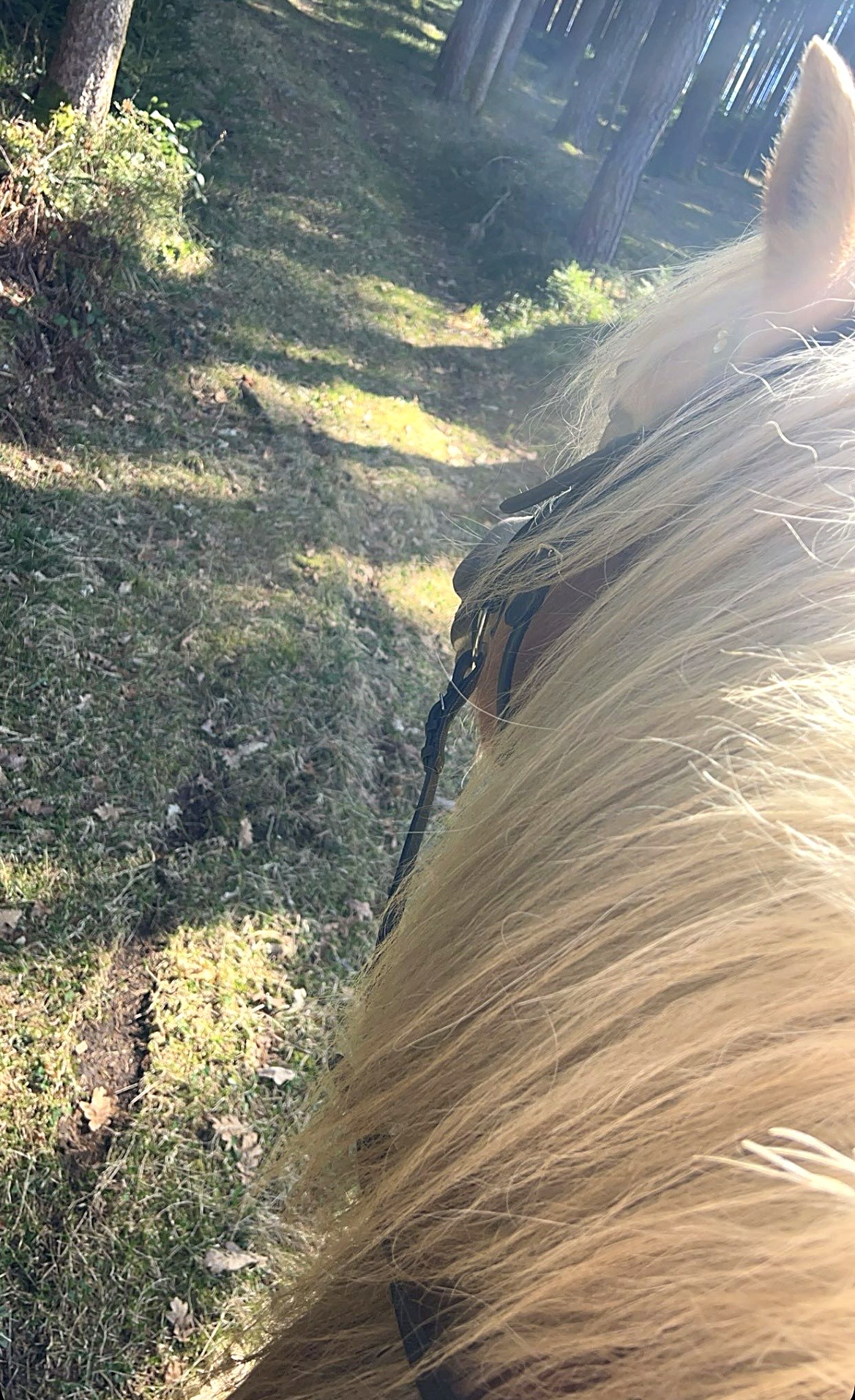 Blick vom Pferderücken durch den sonnigen Wald