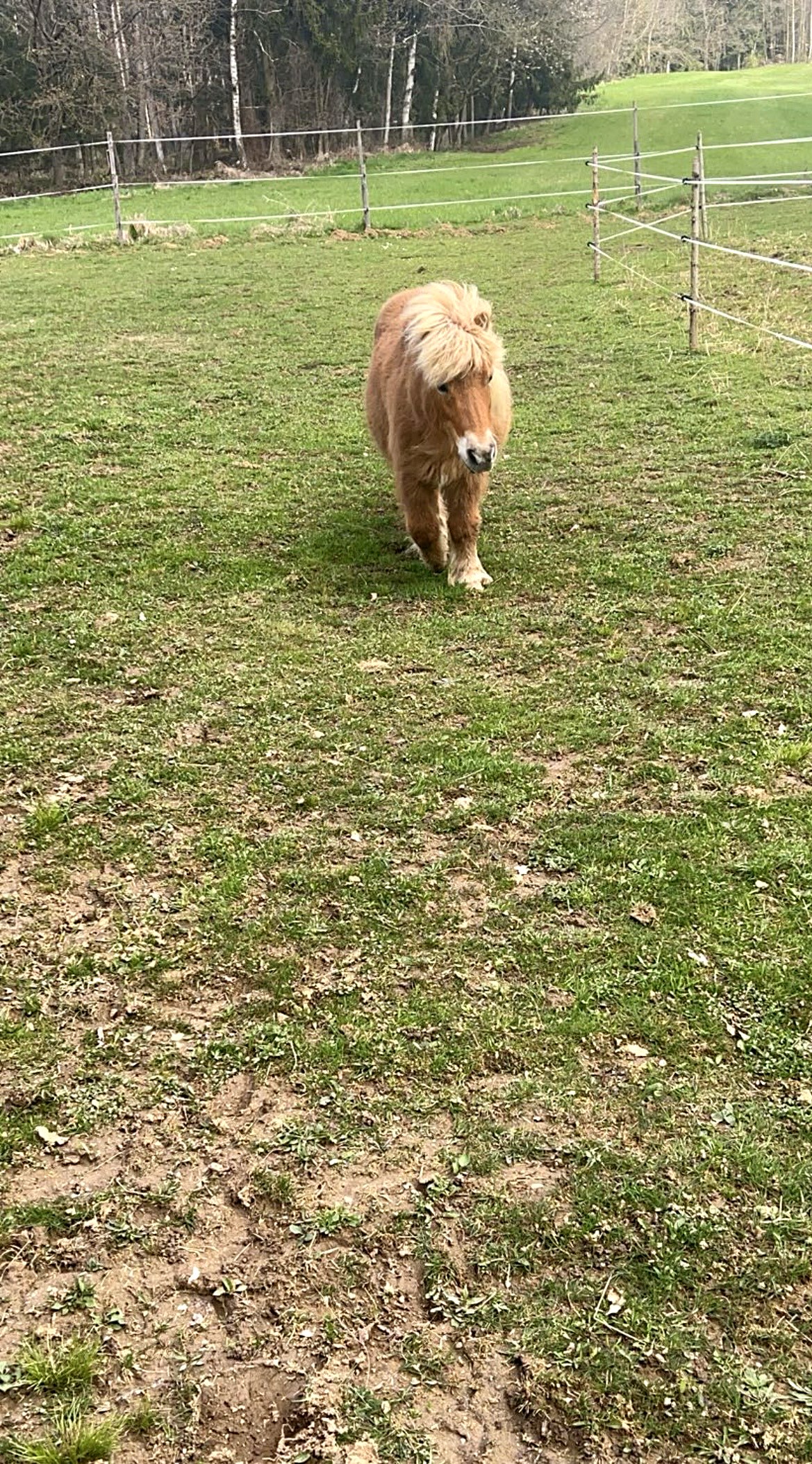 Mini-Shetlandpony Elly auf der grünen Weide
