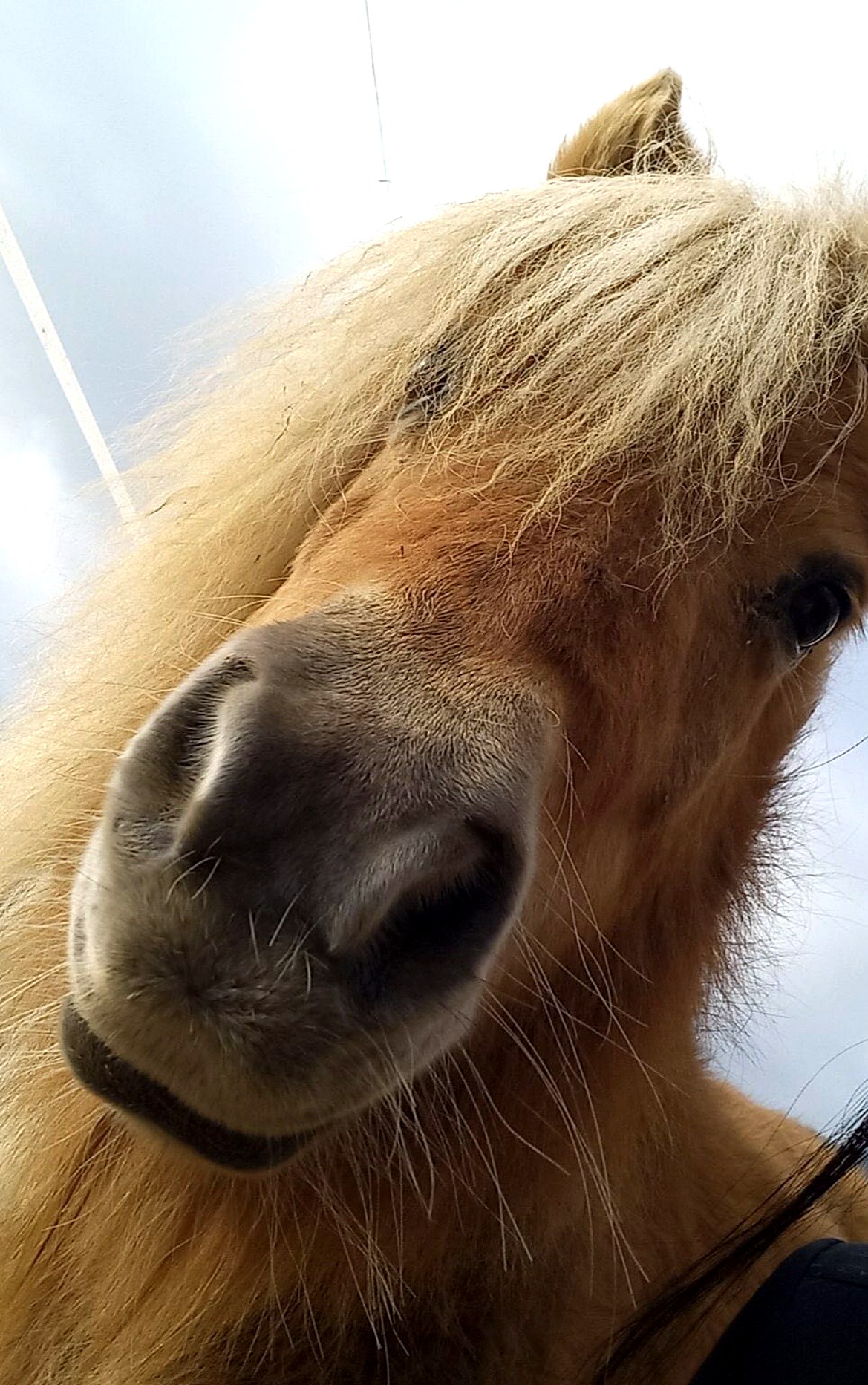 Die Inhaberin, Fachsozialbetreuerin, mit ihrem Haflinger