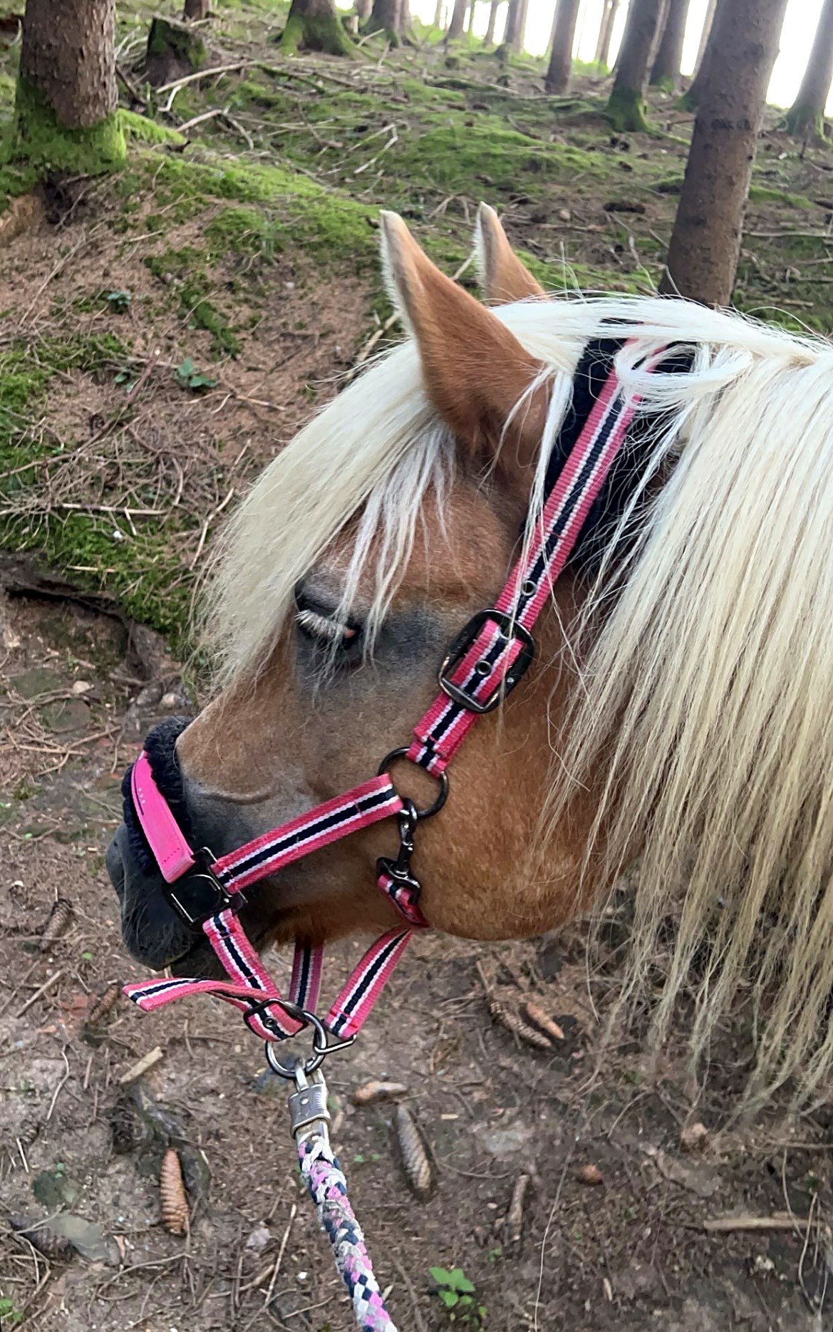 Kind führt ein Shetlandpony durch einen sonnigen Wald